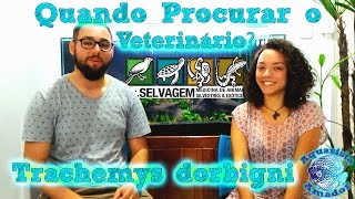 Tartaruga Tigre Dágua  Entrevista Vet Ana Dr Selvagem [upl. by Meir]