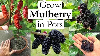 Grow Mulberry in Containers  How to Grow Mulberry Tree in Pots  Growing Mulberries at Home [upl. by Enelam]