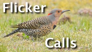 Northern Flicker Calls Explained 4 Sounds amp What They Tell You [upl. by Akiwak]