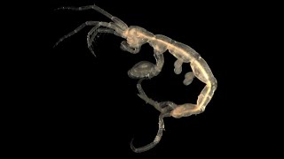 Facts The Skeleton Shrimp [upl. by Owain]