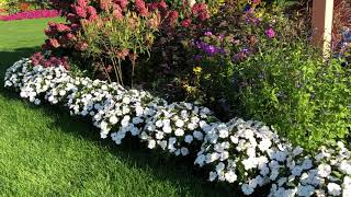 White Sunpatiens in the Landscape  wwwgardencrossingscom [upl. by Melnick431]