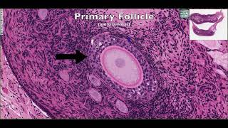 Histological Structure of the Ovary 4K [upl. by Ddarb]