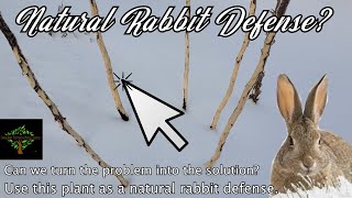 A natural and humane winter Rabbit defense [upl. by Leandro600]