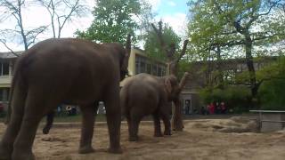 Asiatische Elefanten im Berliner Zoo pflanzen sich fort [upl. by Ttebroc]