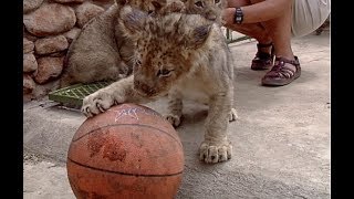 Adorable Lion Cubs of Kapama A Glimpse into the Past [upl. by Fennelly]