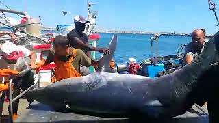 Tubarao 450 kg Sesimbra Portugal  Shark caugth at Sesimbra Portugal 2 [upl. by Yrtneg68]