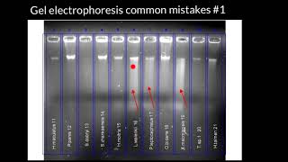 Gel electrophoreses common mistakes 1 [upl. by Aitetel342]