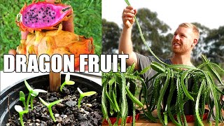 Pitaya  Dragon Fruit  Transplanting and Growing Rare Varieties from Seed [upl. by Ranilopa]