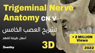 أسهل طريقة لحفظ العصب الخامس  Trigeminal Nerve CN V Anatomy [upl. by Amedeo]