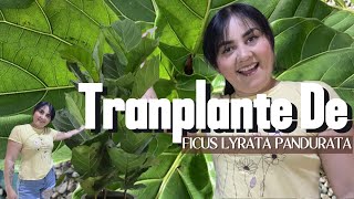 FICUS LYRATA pandurata GIGANTE trasplante y sus cuidados💚 [upl. by Xylia]