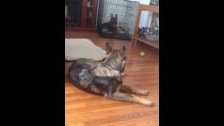 Hip Dysplasia German Shepherd Our Sadie [upl. by Notfilc]