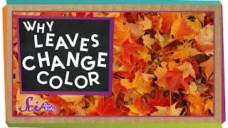 Why Do Leaves Change Colors in the Fall  Biology for Kids  SciShow Kids [upl. by Niwrek]