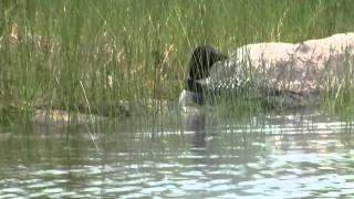 Loon Walking 1 [upl. by Tony68]