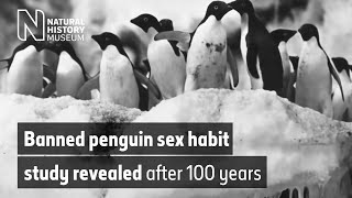 Banned penguin sex habit study revealed after 100 years  Natural History Museum [upl. by Sallad375]