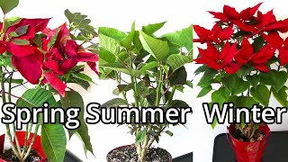 Poinsettia Care Throughout The Year [upl. by Anyahs967]