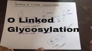 O Linked Glycosylation [upl. by Neicul]