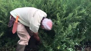 How to Grow Artemisia annua  Sweet Annie with Michael Pilarski quotSkeeterquot [upl. by Stamata]