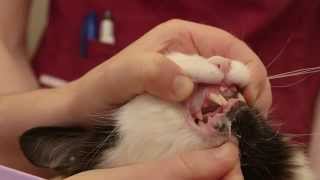 How to brush your cats teeth [upl. by Lajes603]