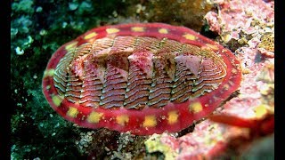 Facts The Chiton [upl. by Sadella]