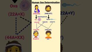 sex determination  principle of inheritance and variation [upl. by Ydnab]