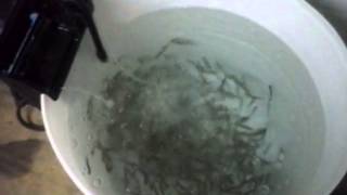 How to keep your minnows alive for a long time [upl. by Asher]