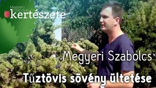 Tűztövis sövény ültetés  Tűztövis virága  Pyracantha coccinea  Megyeri Kertészet [upl. by Floria278]