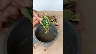 How to Propagate Snake Plant from Leaves into Soil shorts grow gardening snakeplant plants [upl. by Aylmer]