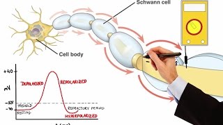 Graded Potentials Action Potentials Electrotonic Conduction Myelin [upl. by Amadas]