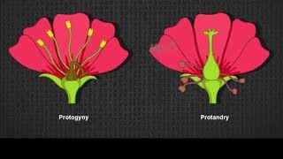 Difference between Protogyny and Protandary plantscience floweranatomy farming krishiguru [upl. by Ardnuassac]