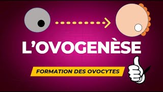 Lovogenèse  formation des ovocytes [upl. by Ahsienak338]