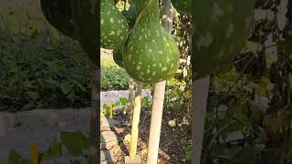 Spectacular bottle gourd bottlegourd gourd calabashgourd [upl. by Standish]