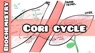 Cori Cycle  Biochemistry lecture for USMLE NEET PG INICET NCLEX [upl. by Aneetsirhc85]