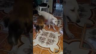 Obedient playful dogs dog doglover puppy puppylife [upl. by Trace]