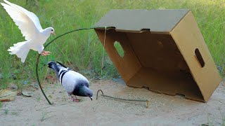 Amazing Pigeon Trapping Technique With Cardboard Box and Wood [upl. by Kowal]