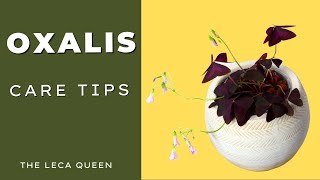 Oxalis  Beginner Care Guide amp Soil to Leca in ONE Week [upl. by Eimat]