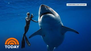 Hawaii Diver Swims With Record Breaking Largest Great White Shark  TODAY [upl. by Thornton]