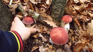 Funghi Porcini August 2018  Boletus Edulis [upl. by Yrehc12]