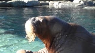 Walross  Tierpark Hagenbeck [upl. by Gagne571]