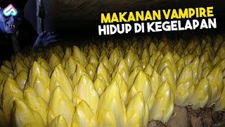 TAK BUTUH MATAHARI UNTUK HIDUP Inilah 8 Sayuran paling unik di Dunia yang Jarang Diketahui [upl. by Lleznov]