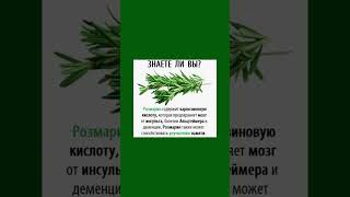Розмарин полезен для здоровья розмарин полезнознать рецепт здоровье здоровоепитание [upl. by Leirbma]