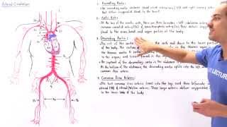 Arteries of Circulation System [upl. by Nolos440]