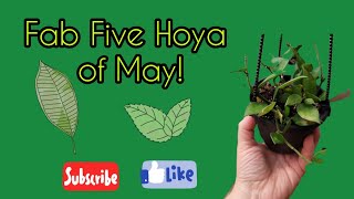 Fab five Hoya of May [upl. by Zhang]