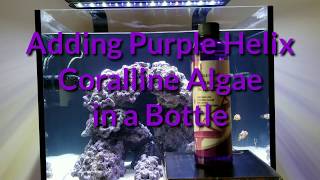 Adding Purple Helix Coralline Algae by ARC Reef to my tank [upl. by Rufena]