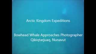 Bowhead Whale Approaches Photographer  Arctic Kingdom [upl. by Enelcaj]