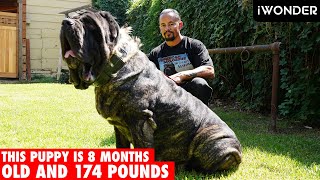 The Largest Puppy In The World The American Molossus [upl. by Katzman]