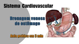 Drenagem venosa do estômago  Anatomia Humana  Anatomia [upl. by Magulac]