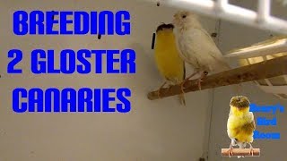 Breeding 2 Gloster Corona Canaries  Henrys Bird Room Tips amp DIY Info for Bird Breeders [upl. by Leacock]