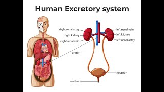मानव शरीर में मूत्र निर्माण  Formation of Urine  Nephron Function Animation  formation of urine [upl. by Oironoh]