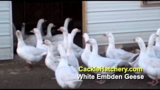 White Embden Geese Breed Breeder Flock  Cackle Hatchery [upl. by Dera]