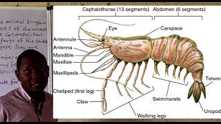 Phylum Arthropoda [upl. by Nodnalb]